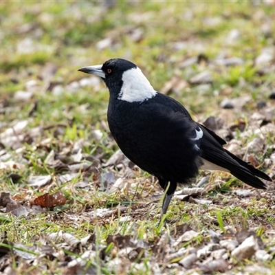 Gymnorhina tibicen at Belconnen, ACT - 15 Jul 2025 by AlisonMilton