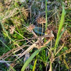 Cyperus eragrostis (Umbrella Sedge) at Sawyers Gully, NSW - Yesterday by LeeMears