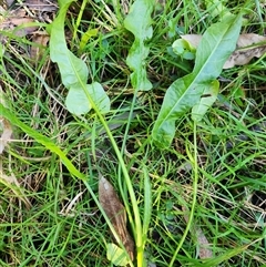 Rumex brownii at Sawyers Gully, NSW - Yesterday by LeeMears