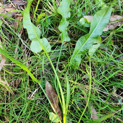 Rumex brownii at Sawyers Gully, NSW - Yesterday by LeeMears