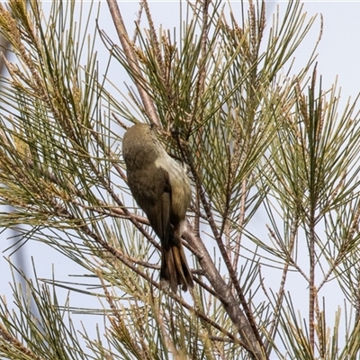 Acanthiza lineata at Belconnen, ACT - 15 Jul 2025 by AlisonMilton