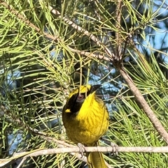 Lichenostomus melanops (Yellow-tufted Honeyeater) at Bucketty, NSW - Yesterday by MartinPredavec