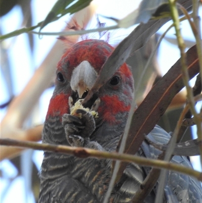 Callocephalon fimbriatum at Kambah, ACT - Yesterday by HelenCross