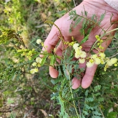 Acacia (genus) at Sawyers Gully, NSW - Yesterday by LeeMears