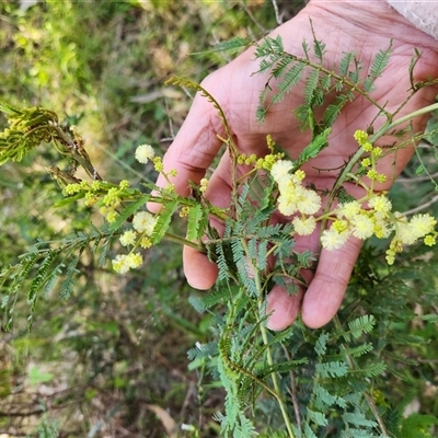 Acacia (genus) at Sawyers Gully, NSW - Yesterday by LeeMears