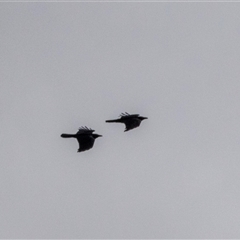 Corvus coronoides at Belconnen, ACT - 15 Jul 2025 by AlisonMilton