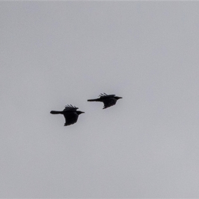 Corvus coronoides at Belconnen, ACT - 15 Jul 2025 by AlisonMilton