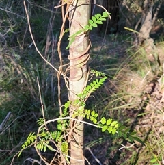 Pandorea pandorana at Sawyers Gully, NSW - Yesterday by LeeMears