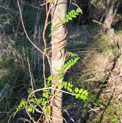 Pandorea pandorana at Sawyers Gully, NSW - Yesterday by LeeMears