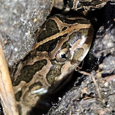 Limnodynastes tasmaniensis (Spotted Grass Frog) at Braidwood, NSW - Yesterday by MatthewFrawley