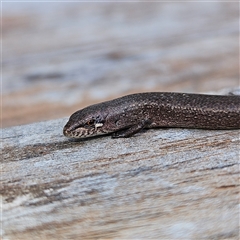 Saproscincus mustelinus (Weasel Skink) at Braidwood, NSW - Yesterday by MatthewFrawley