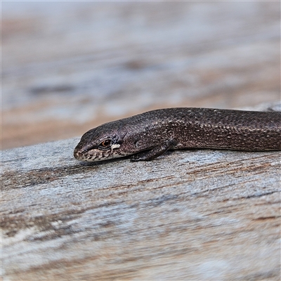 Saproscincus mustelinus (Weasel Skink) at Braidwood, NSW - Yesterday by MatthewFrawley