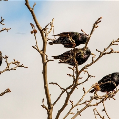 Sturnus vulgaris at Gungahlin, ACT - 15 Jul 2025 by AlisonMilton