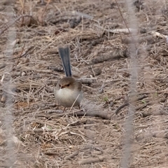 Malurus cyaneus at Belconnen, ACT - 15 Jul 2025 by AlisonMilton