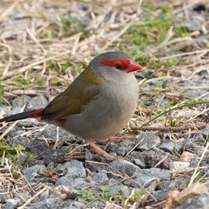 Neochmia temporalis at Belconnen, ACT - 15 Jul 2025 by AlisonMilton