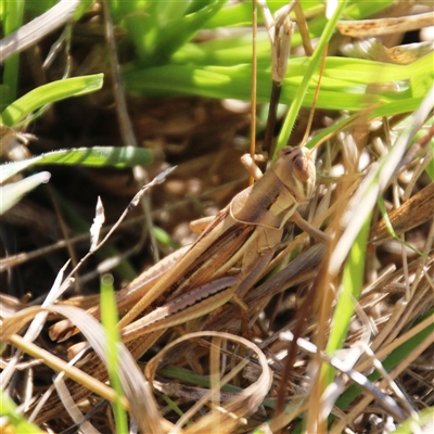 Unverified Grasshopper, Cricket or Katydid (Orthoptera) at Uriarra Village, ACT - 18 Jul 2025 by Jennybach