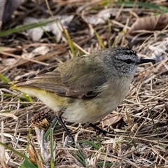 Acanthiza chrysorrhoa at Belconnen, ACT - 15 Jul 2025 by AlisonMilton