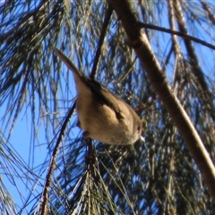 Acanthiza pusilla at Uriarra Village, ACT - 18 Jul 2025 by Jennybach
