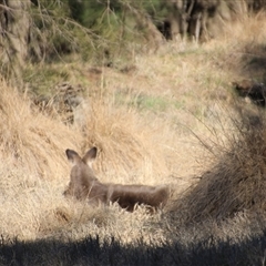 Macropus giganteus (Eastern Grey Kangaroo) at Uriarra Village, ACT - 18 Jul 2025 by Jennybach