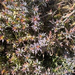 Unverified Plant at Denman Prospect, ACT - Yesterday by Jennybach