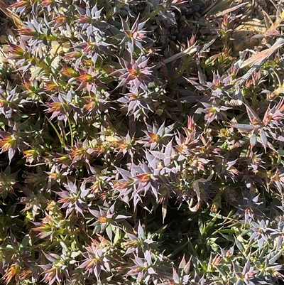 Unverified Plant at Denman Prospect, ACT - Yesterday by Jennybach