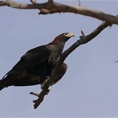Aquila audax (Wedge-tailed Eagle) at Whitlam, ACT - 19 Jul 2025 by MichaelWenke