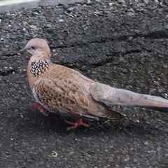 Spilopelia chinensis (Spotted Dove) at Cairns City, QLD - 22 Jun 2025 by Clarel