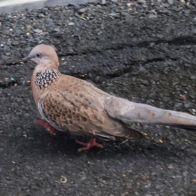Spilopelia chinensis (Spotted Dove) at Cairns City, QLD - 22 Jun 2025 by Clarel