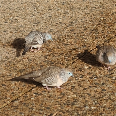 Geopelia placida (Peaceful Dove) at Cairns North, QLD - 20 Jun 2025 by Clarel