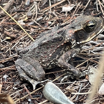 Rhinella marina (Cane Toad) at Wooroonooran, QLD - 30 Jun 2025 by Clarel