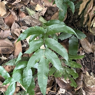 Lastreopsis poecilophlebia at Lake Eacham, QLD - 5 Jul 2025 by Clarel