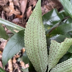Lastreopsis poecilophlebia at Lake Eacham, QLD - 5 Jul 2025 12:10 PM