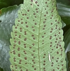 Lastreopsis poecilophlebia at Lake Eacham, QLD - 5 Jul 2025 12:10 PM