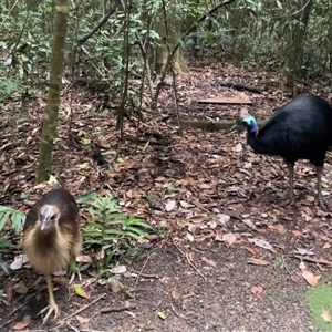 Casuarius casuarius (Southern Cassowary) at Upper Barron, QLD - 5 Jul 2025 by Clarel
