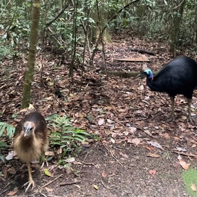 Casuarius casuarius (Southern Cassowary) at Upper Barron, QLD - 5 Jul 2025 by Clarel