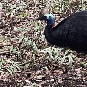Casuarius casuarius at Upper Barron, QLD - suppressed