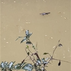 Ornithorhynchus anatinus (Platypus) at Yungaburra, QLD - 5 Jul 2025 by Clarel