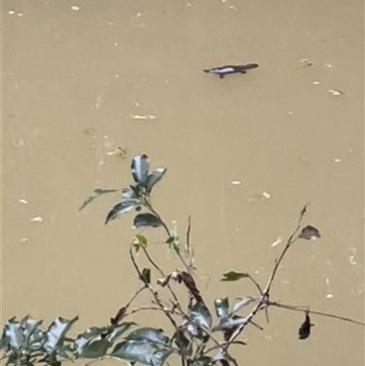 Ornithorhynchus anatinus (Platypus) at Yungaburra, QLD - 5 Jul 2025 by Clarel