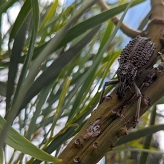Unverified Weevil (Curculionoidea) at Port Augusta West, SA - 24 Dec 2023 by chriselidie