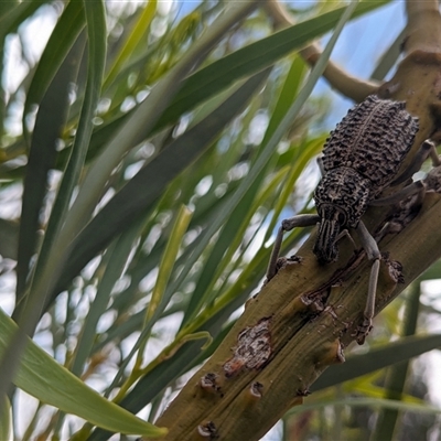 Unverified Weevil (Curculionoidea) at Port Augusta West, SA - 24 Dec 2023 by chriselidie
