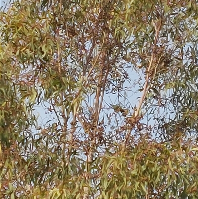 Polytelis swainsonii at Wirlinga, NSW - Yesterday by RobCook