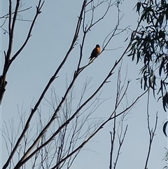 Trichoglossus moluccanus at Wirlinga, NSW - Yesterday by RobCook