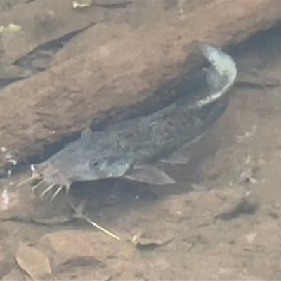 Tandanus tandanus at Millaa Millaa, QLD - 6 Jul 2025 by Clarel