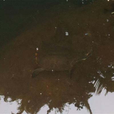 Elseya latisternum at Djiru, QLD - 7 Jul 2025 by Clarel