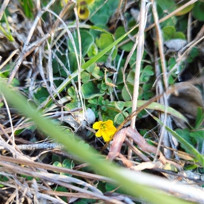 Oxalis perennans at Belconnen, ACT - 16 Jul 2025 by Nepenthe