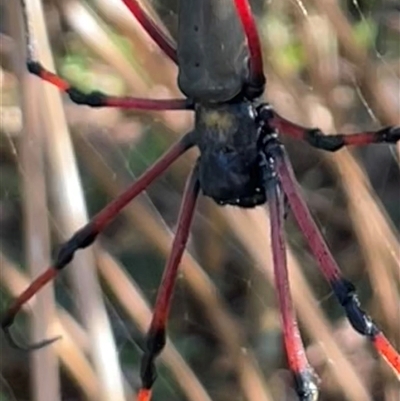 Trichonephila (genus) at Mission Beach, QLD - 7 Jul 2025 by Clarel
