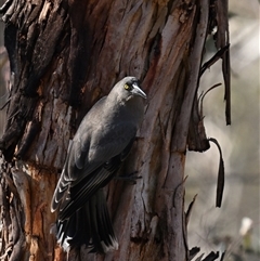 Strepera versicolor at Forde, ACT - 20 Jun 2025 by davidcunninghamwildlife