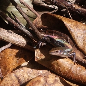 Carlia rubrigularis at Mission Beach, QLD - 7 Jul 2025 11:00 AM