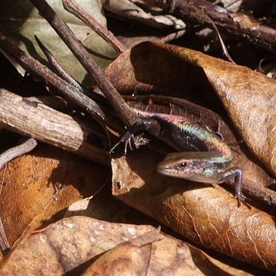 Unverified Reptile or Frog at Mission Beach, QLD - 7 Jul 2025 by Clarel