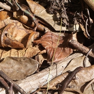 Carlia rubrigularis at Mission Beach, QLD - 7 Jul 2025 11:00 AM